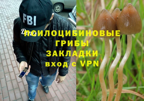 прущие грибы Ростов