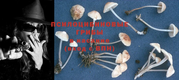 прущие грибы Ростов